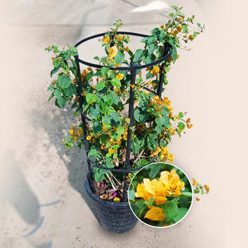 Bougainvillea Yellow